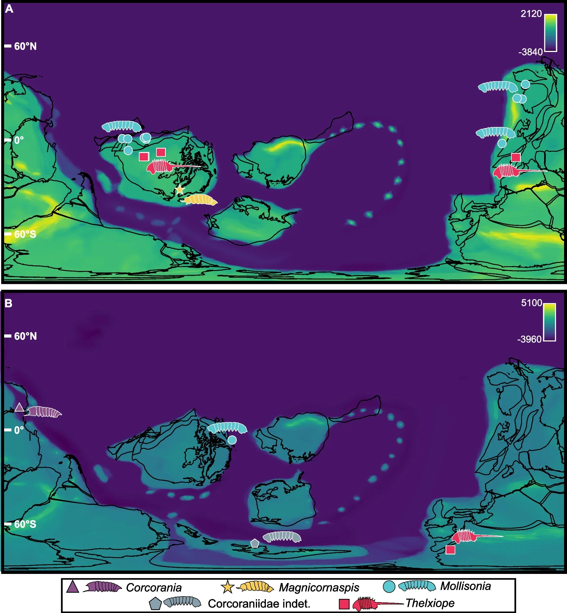 Corcoraniid localities from the Cambrian to Ordovician.