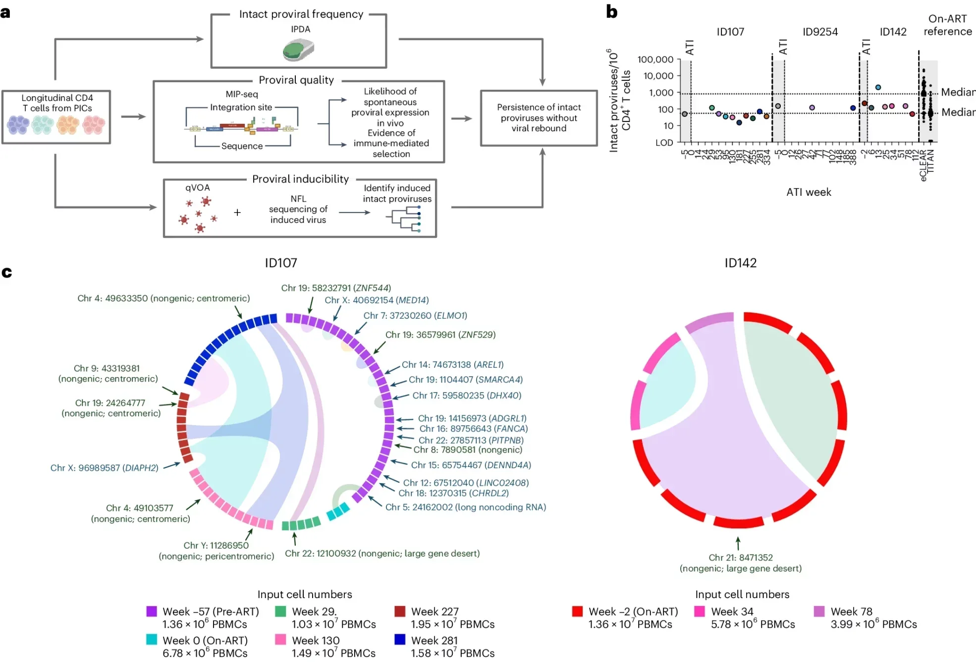 Genetically intact/inducible infectious proviruses persist during long-term ART-free virological control.