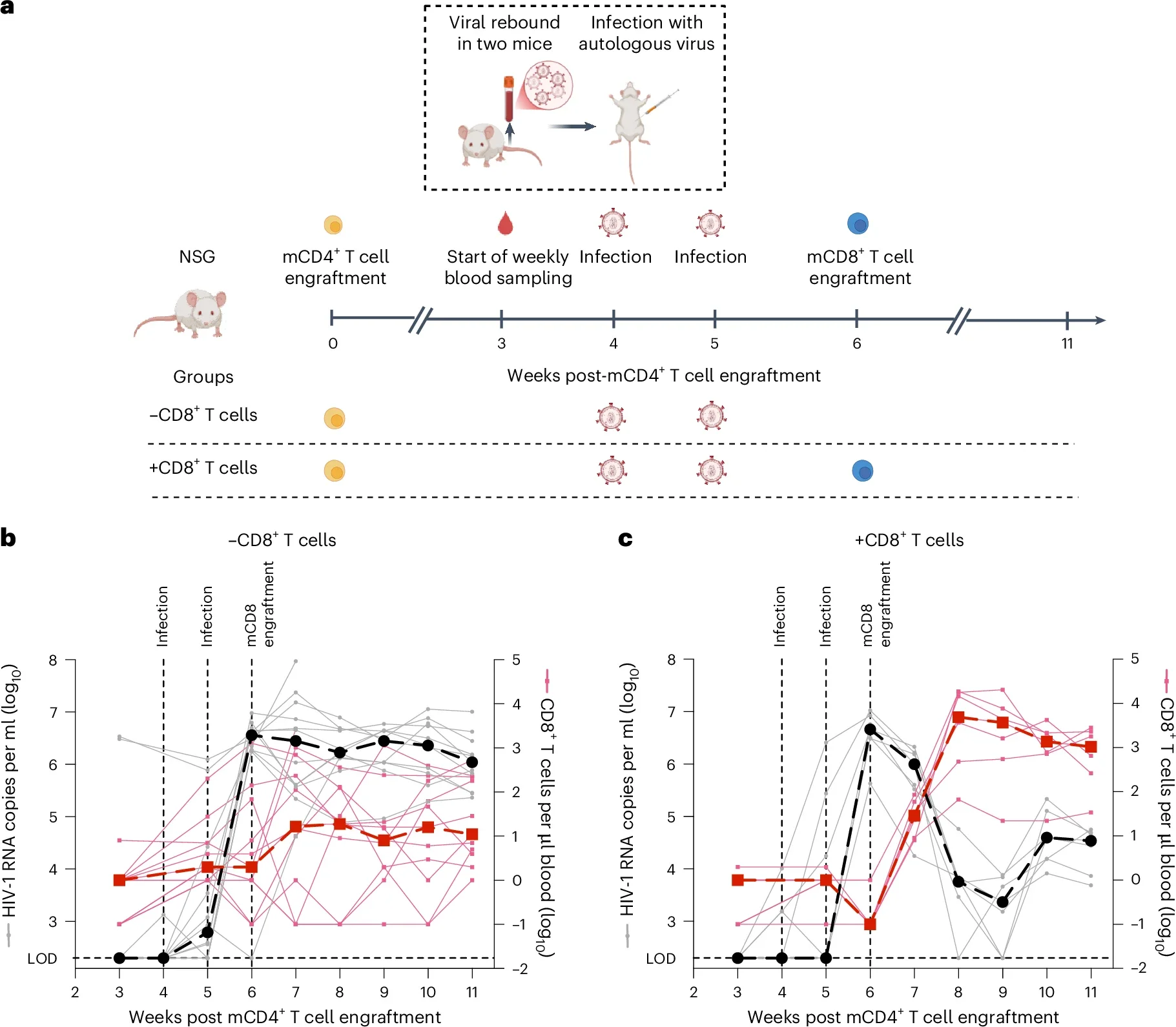 HIV-1-specific CD8+ T cells suppress viral rebound in a HIV-1 participant-derived xenograft model.