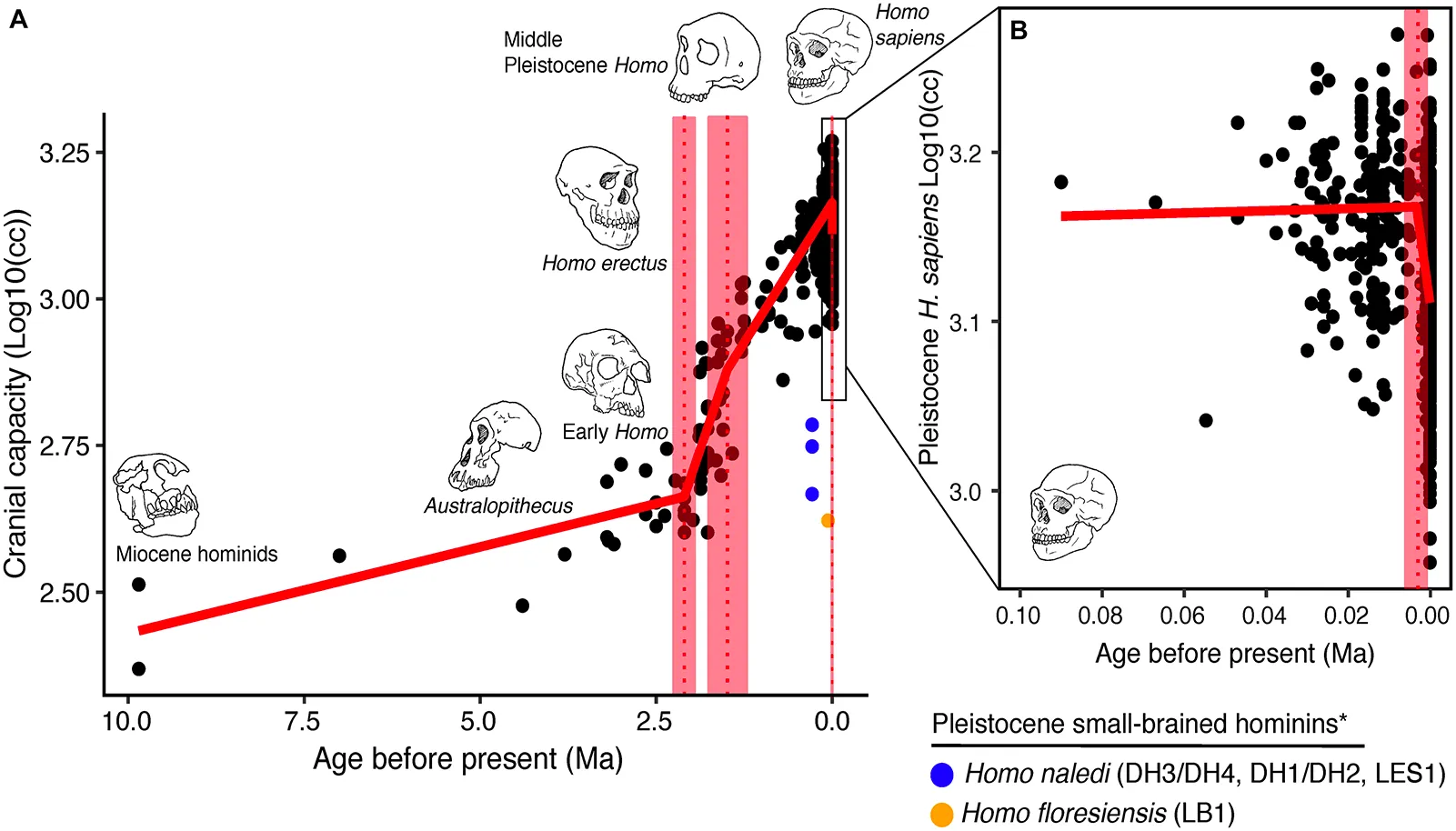 Trends in hominin brain evolution. Cranial capacity in fossil apes (Miocene hominids) and hominins over the last 10 million years. 