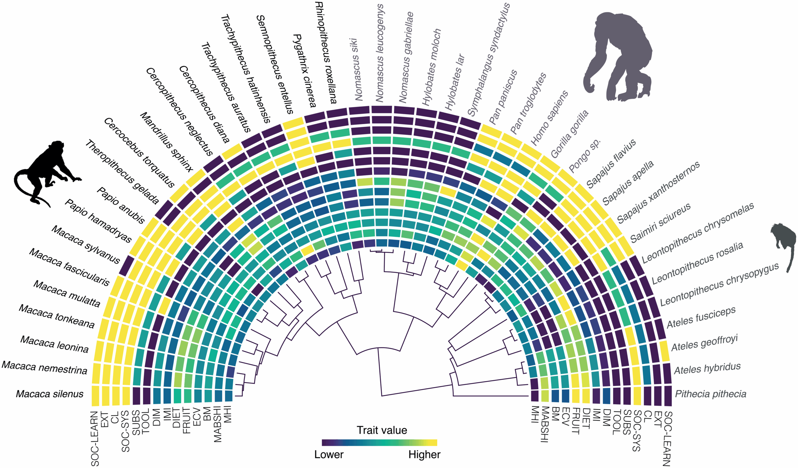 Traits analyzed in the present study and maximum credibility clade tree for the analyzed anthropoid species.