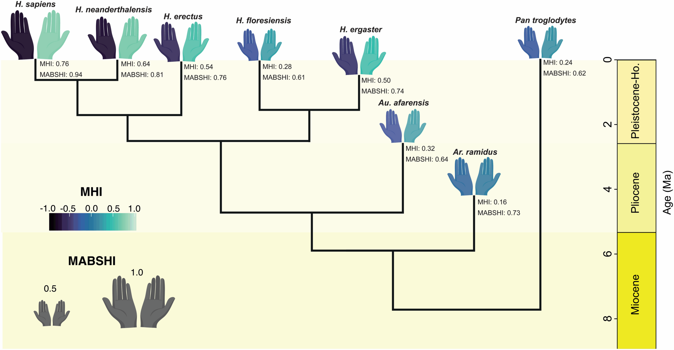 Predicted handedness in hominin species based on the reduced models including Homo sapiens.