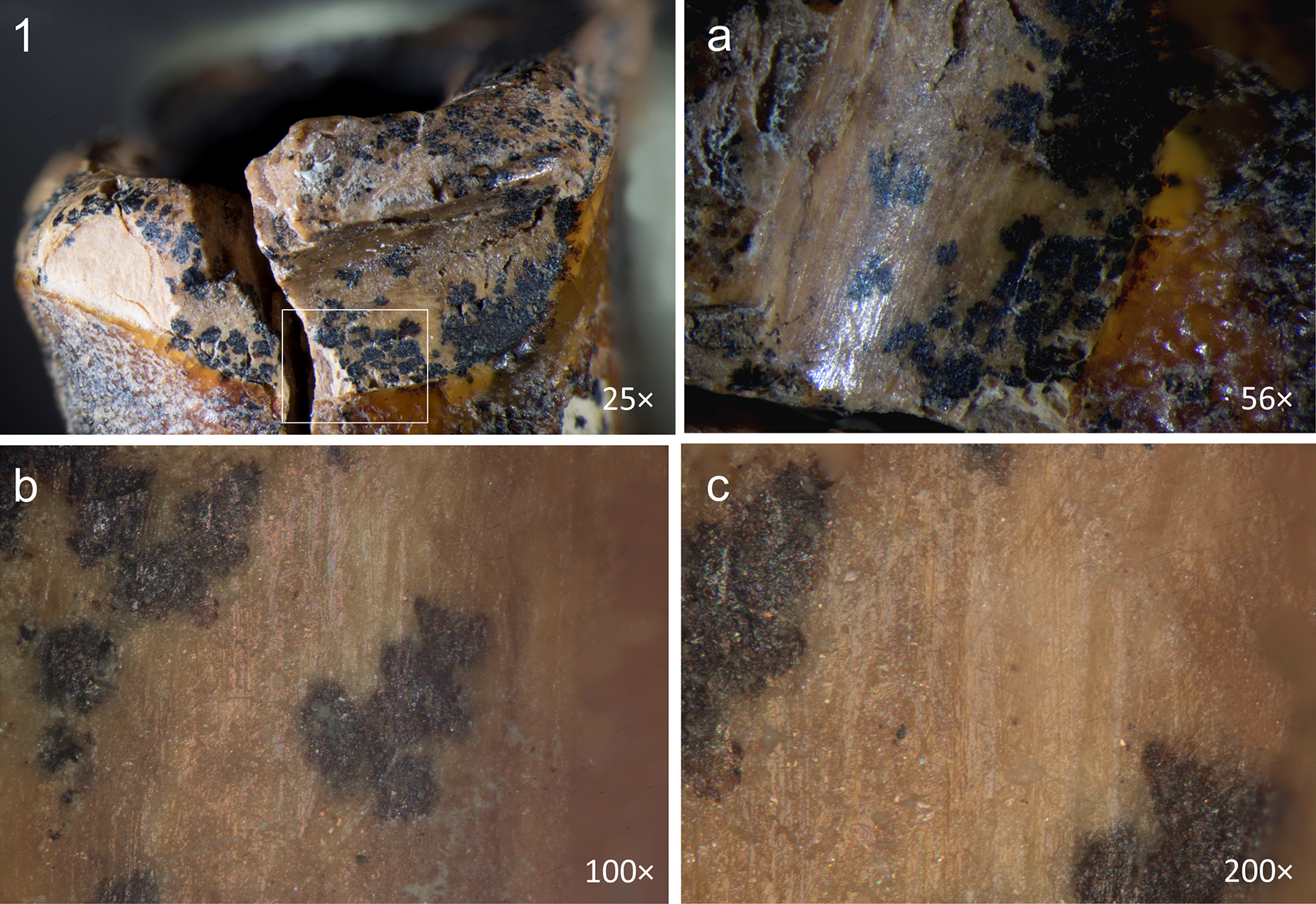 Chagyrskaya 64, toothpicking groove and linear traces on the distal interproximal surface.