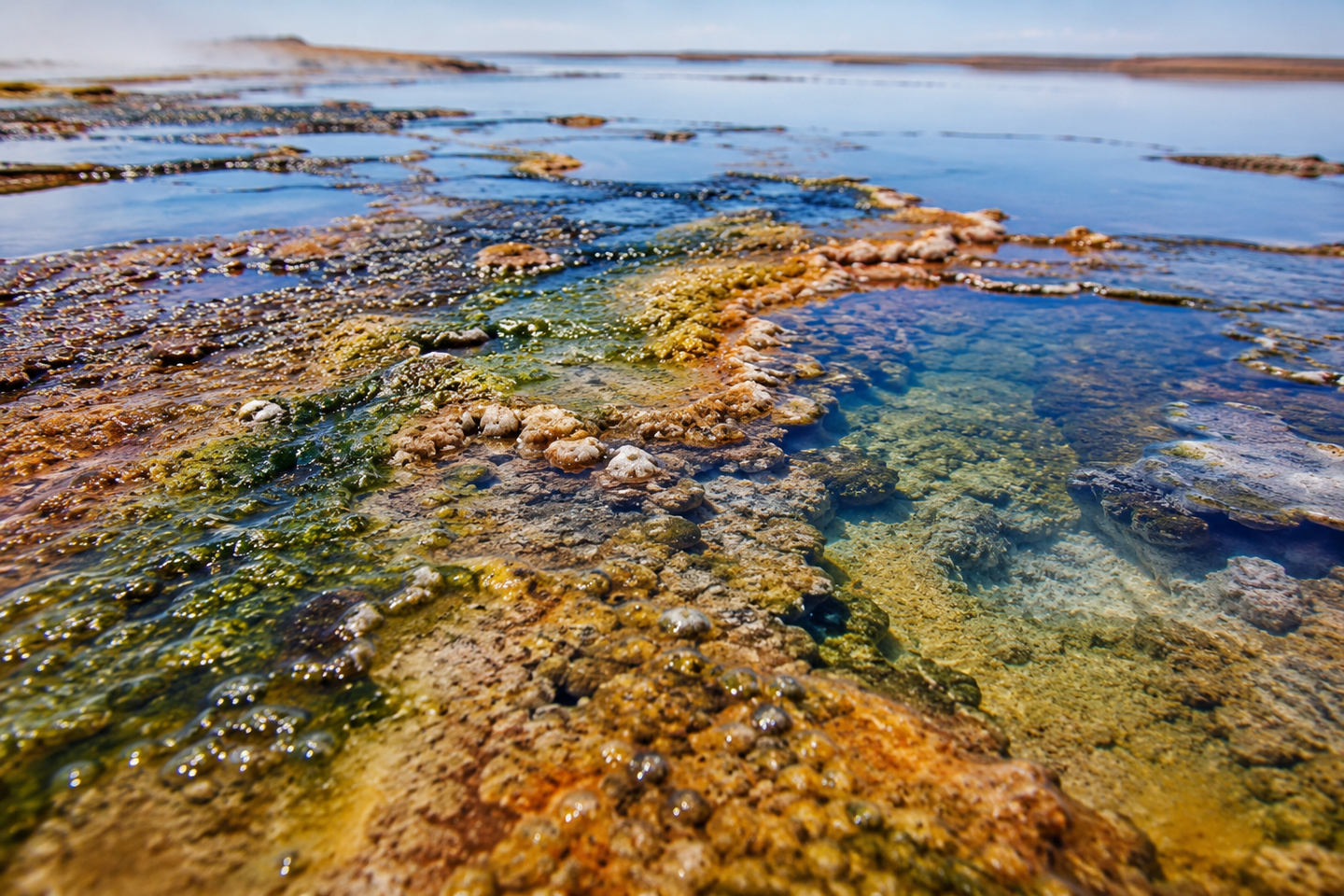 A new study reveals that life on early Earth depended on molybdenum and tungsten billions of years before oxygen filled the atmosphere.
