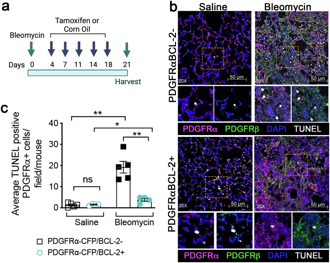 Conditional expression of BCL-2 in mesenchymal cells is sufficient to prevent their spontaneous apoptosis.
