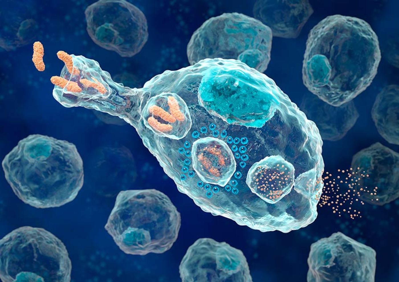 Among the human blood-cell lineages they examined, macrophages showed the strongest resemblance to unicellular organisms.