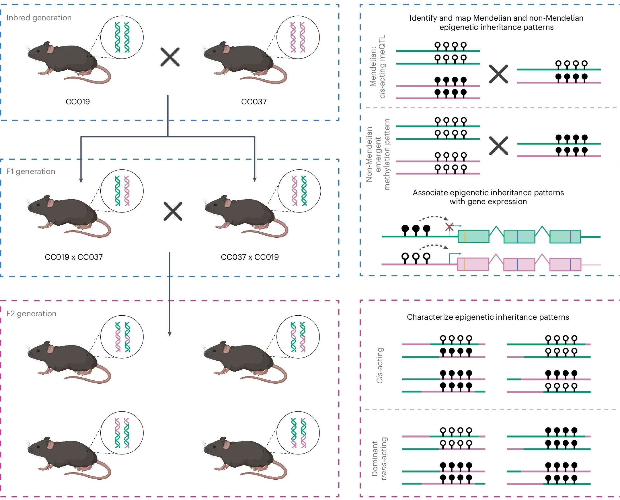 Identification and characterization of Mendelian and non-Mendelian epigenetic inheritance patterns.