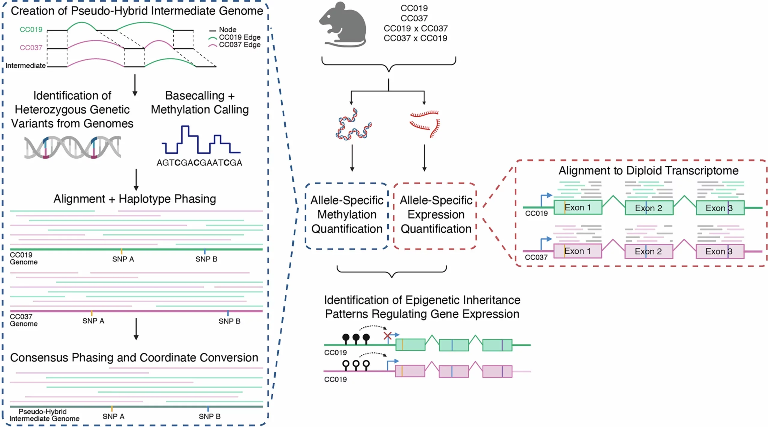 Computational pipeline for the analysis of allele-specific methylation and expression in crosses of inbred mice.