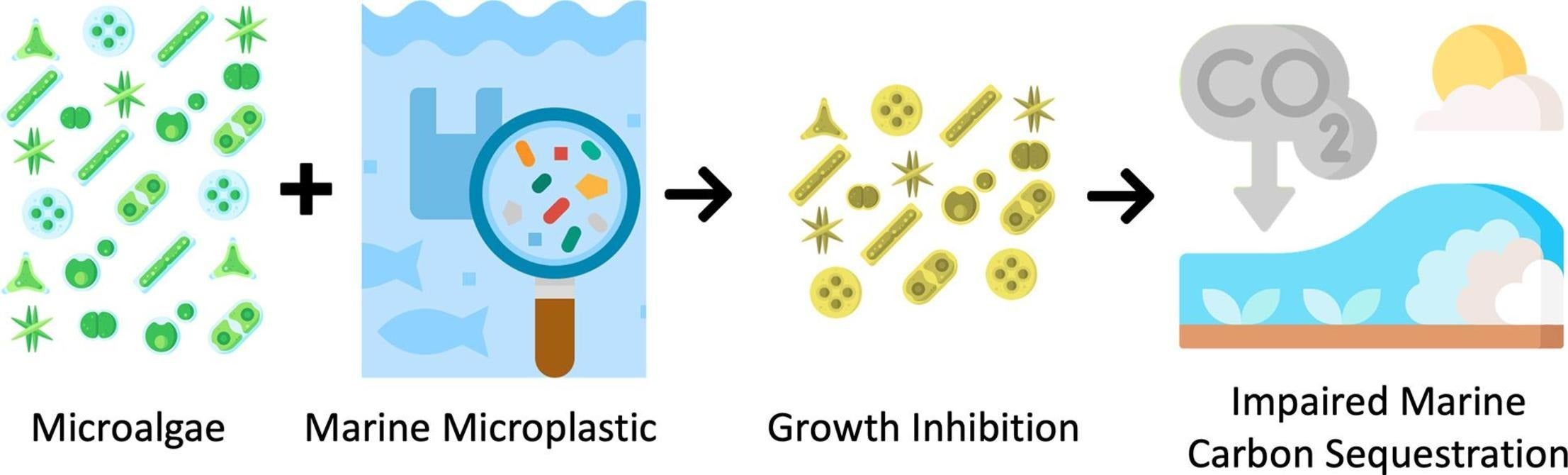 A graphical abstract of the study. 