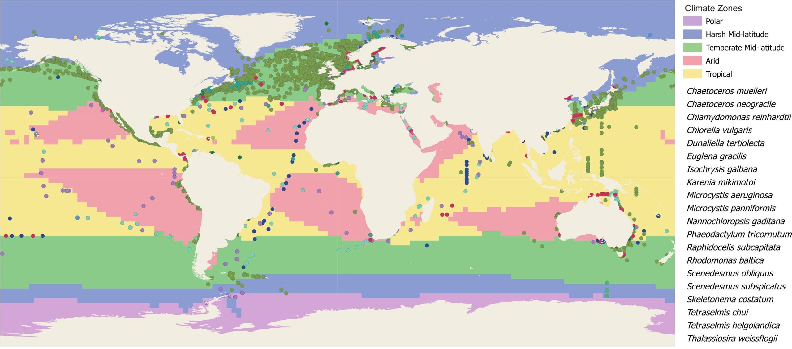 Climate Zones and Microalgae Occurrence, based on Rohli et al,2015, OBIS and GBIF.