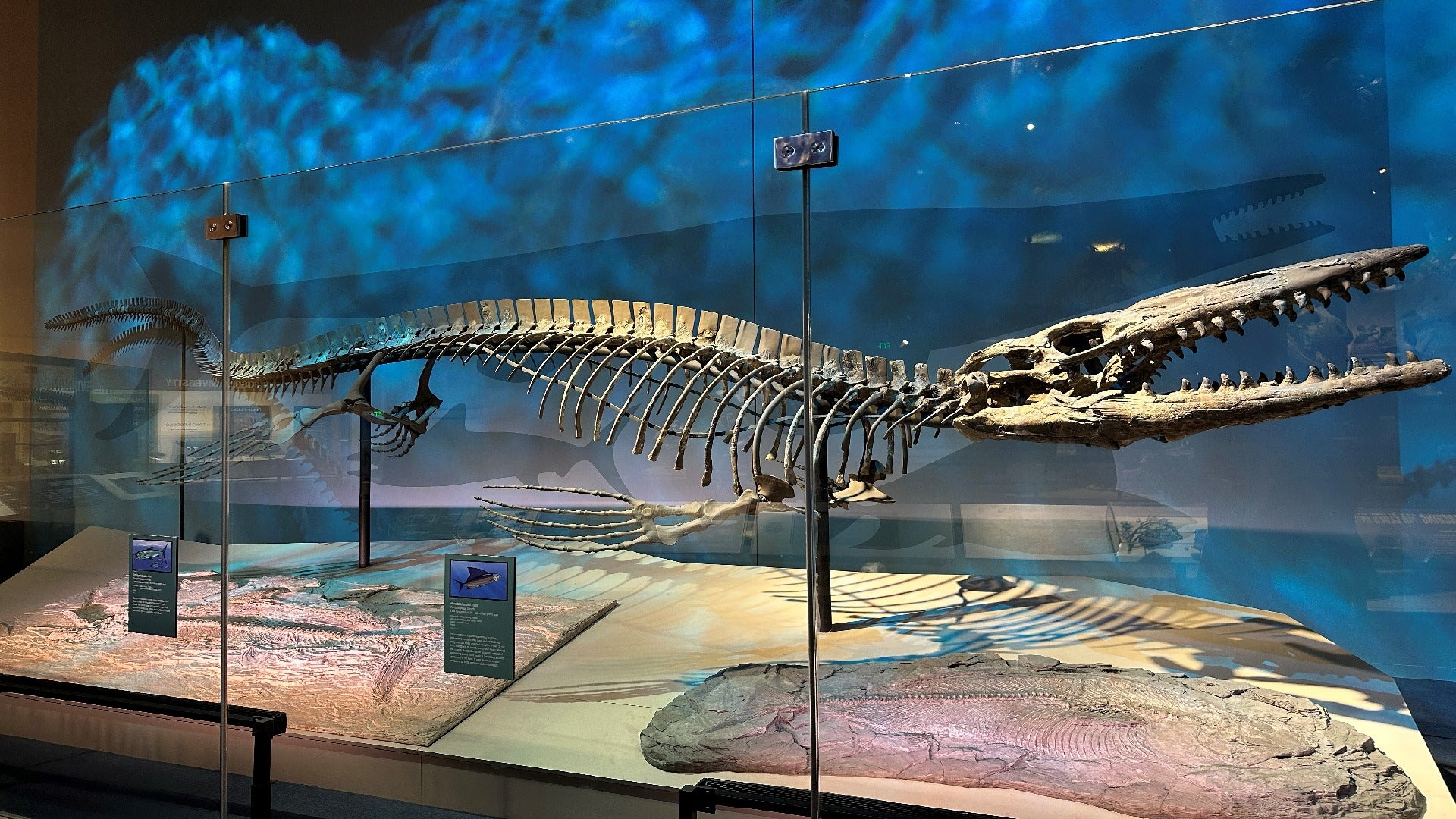 Tylosaurus rex holotype skeleton. The holotype for the newly described Tylosaurus rex is a giant specimen displayed at the Perot Museum of Nature and Science in Dallas that was first discovered in 1979. 