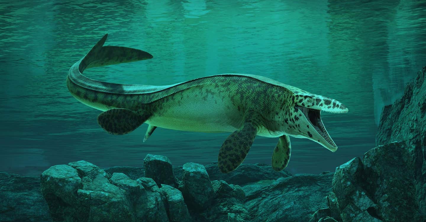 T. rex reconstruction. A reconstruction of Tylosaurus rex in the Cretaceous-era Western Interior Seaway of North America.