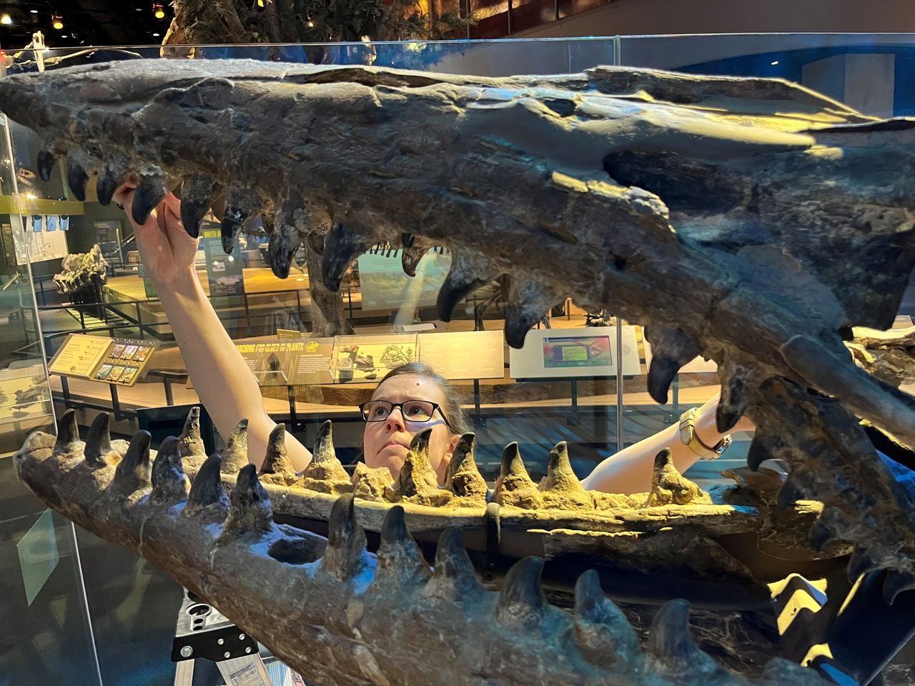 Amelia Zietlow with T. rex holotype. Amelia Zietlow, lead author of the new study, examines the Tylosaurus rex holotype skeleton (PMNS 8029) in February 2023 at the Perot Museum of Nature and Science. 