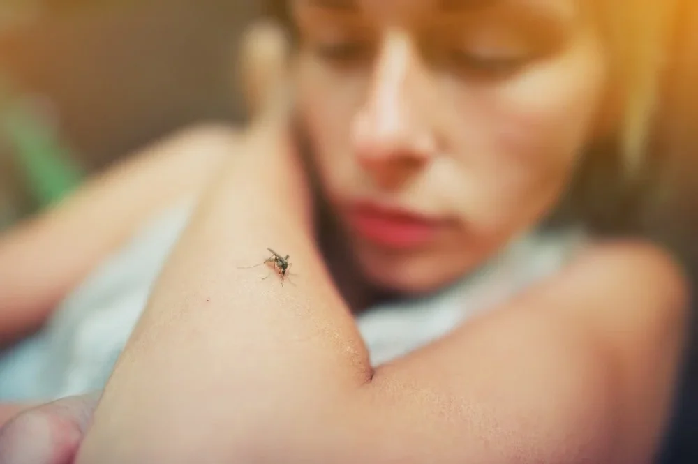 Malaria, spread by mosquitoes, invades red blood cells and multiplies until those cells burst.