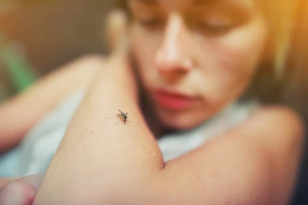 Malaria, spread by mosquitoes, invades red blood cells and multiplies until those cells burst.