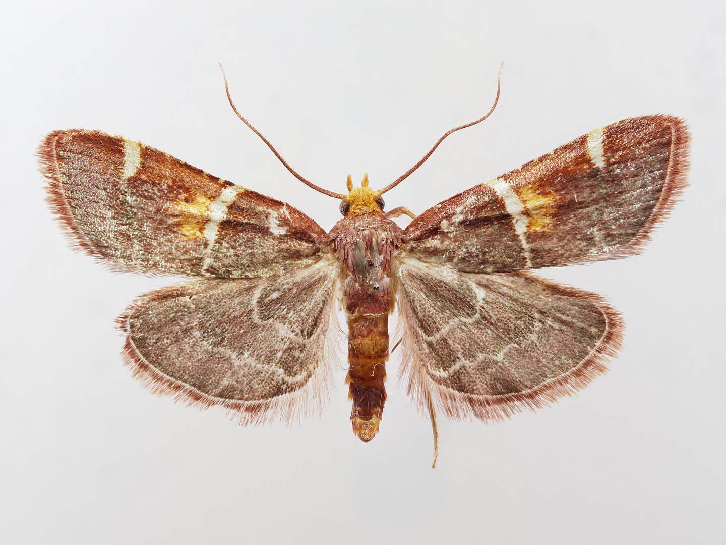 Pyralis papaleonei sp. nov., holotype.