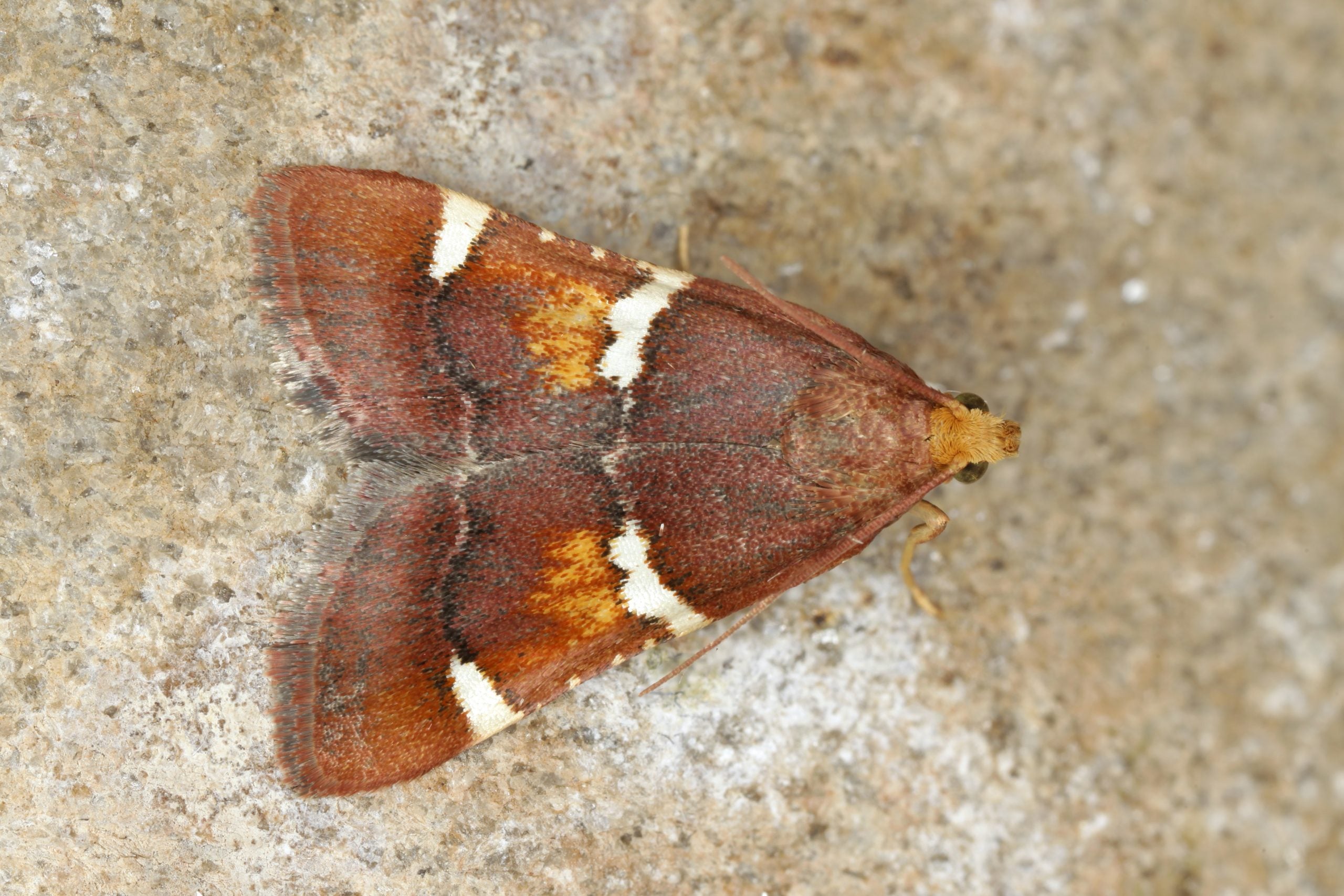 Specimen of Pyralis regalis.
