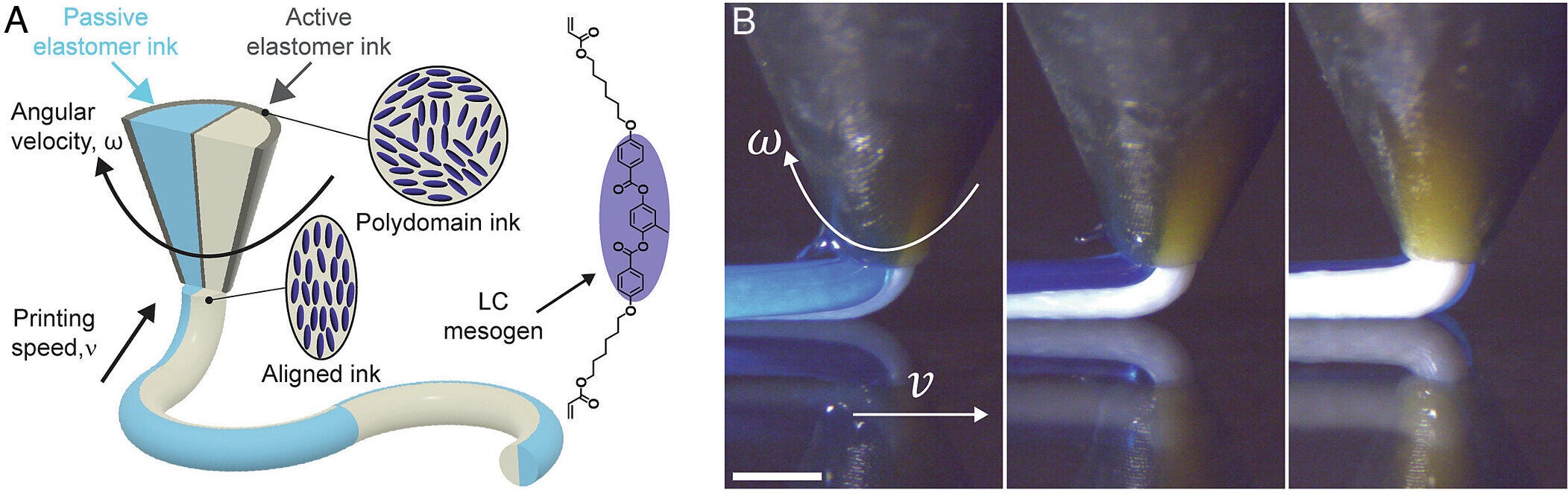 (A) Schematic of coextrusion of active and passive elastomer inks through a customized 1 mm-diameter nozzle. (B) Time-lapse images of ink coextrusion during rotational printing.