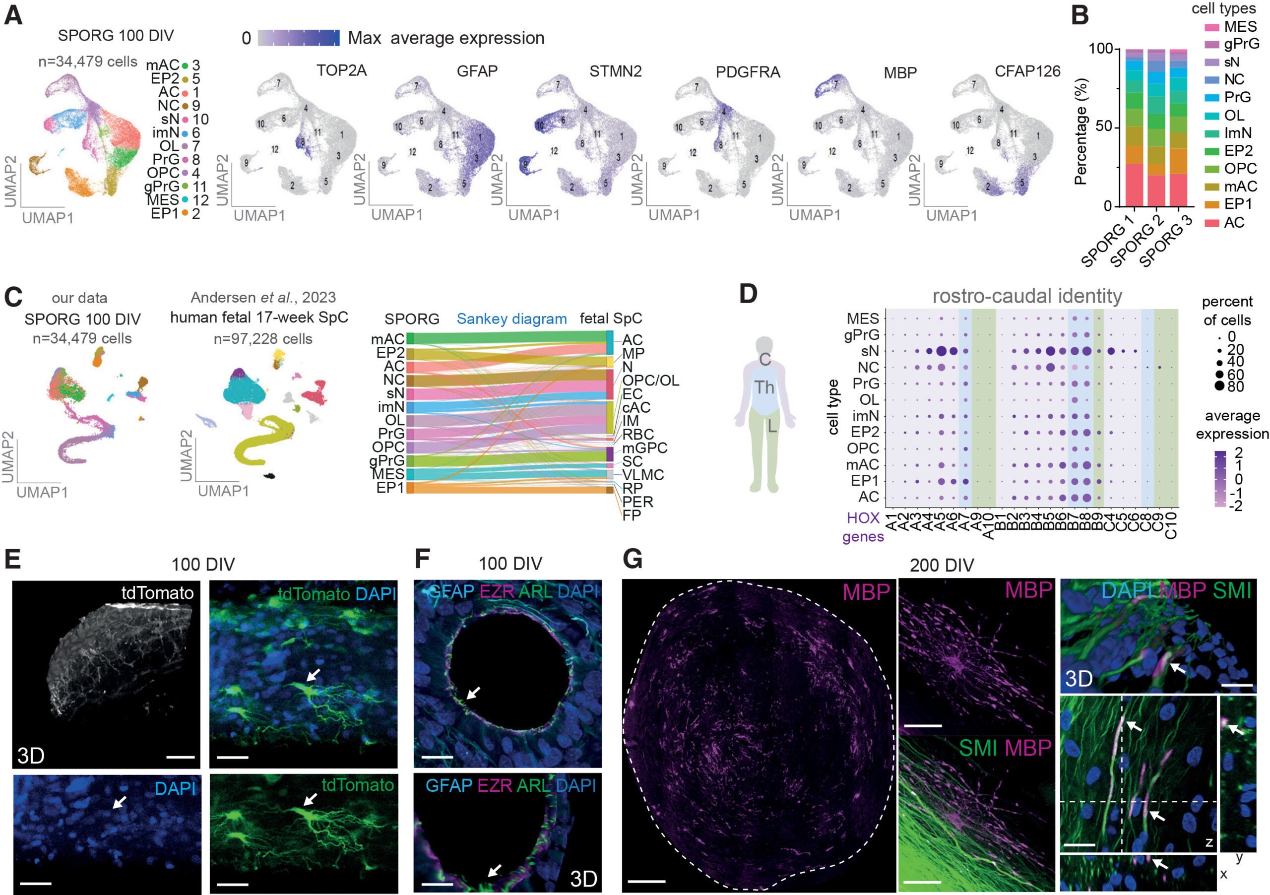Spinal cord organoids comprised transcriptionally and morphologically mature cell types