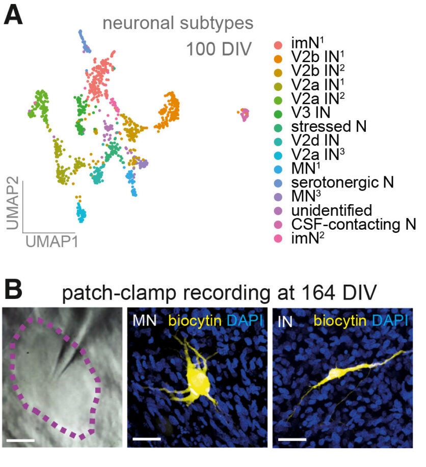Spinal cord organoids display functionally mature motor neurons and interneurons