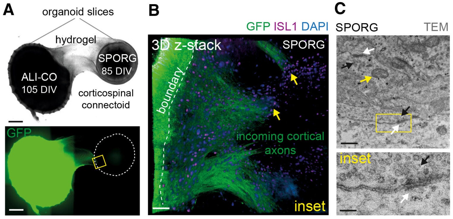 The cortical and spinal organoid slices are connected by functional synapses