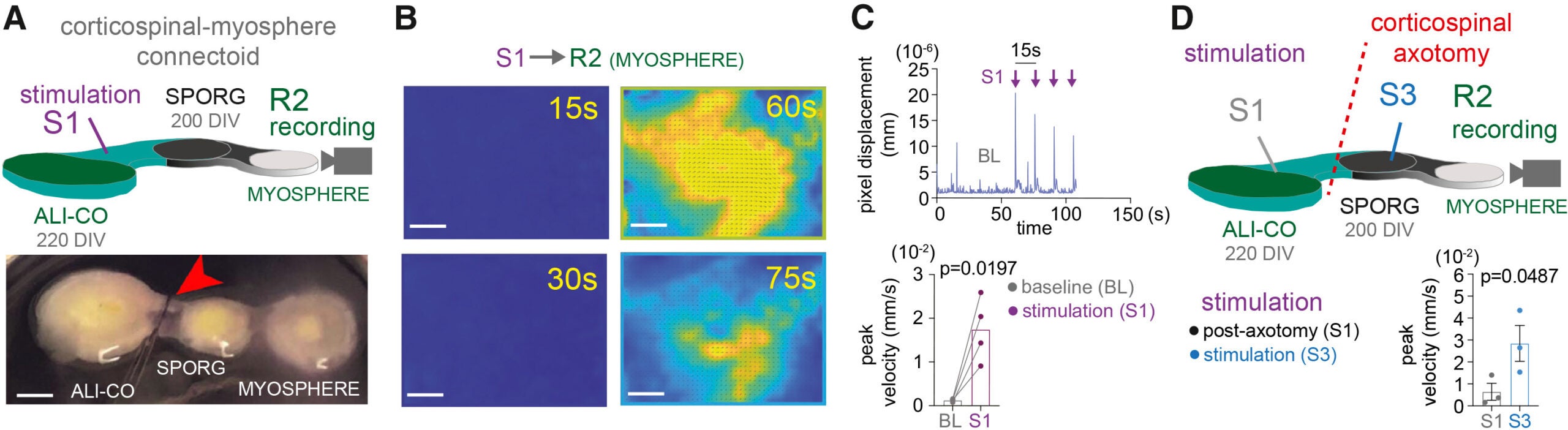 The functionally connected human corticospinal motor organoid neuraxis drives myosphere contractions