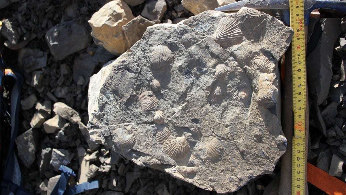 Fossilized shells from the sedimentary rock layer.