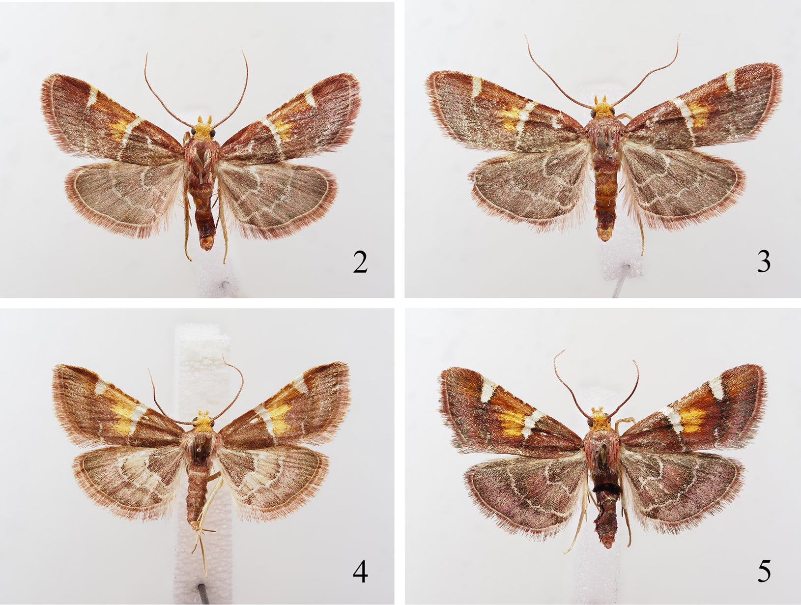 Pyralis spp., habitus. 2. P. papaleonei sp. nov., holotype, ♂; 3. P. papaleonei sp. nov., paratype, ♂; 4. P. kacheticalis, ♂, Georgia; 5. P. regalis