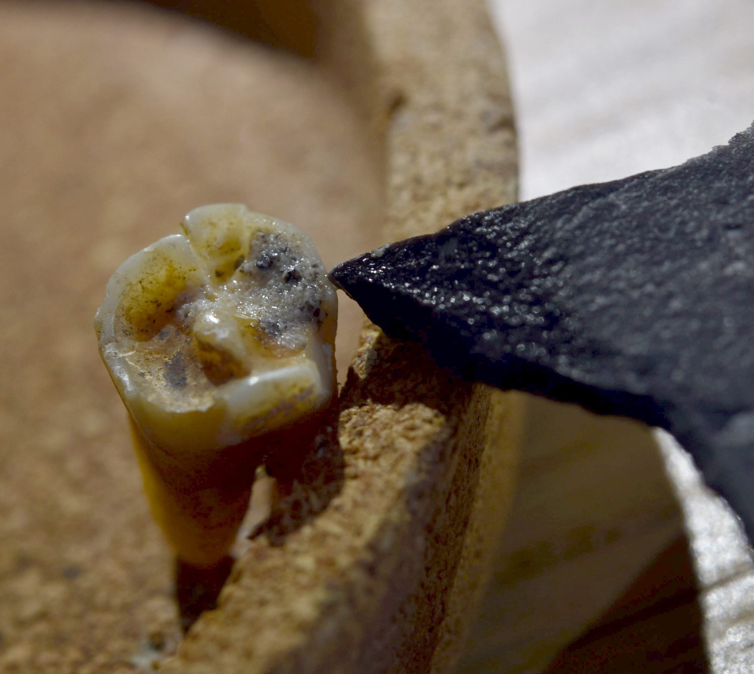 General view of the tooth before experimental modification,