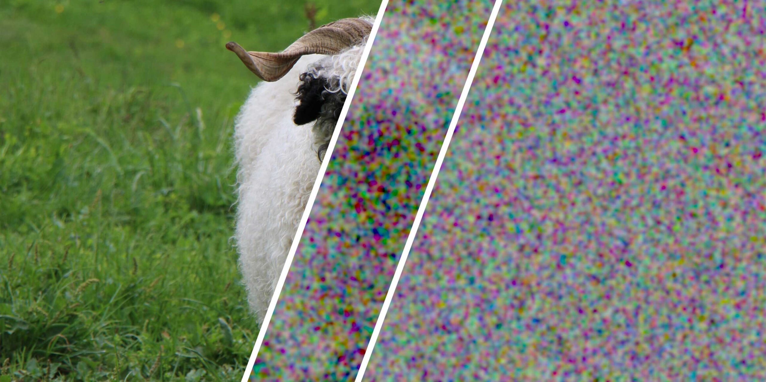 A sheep image encrypted using ordinary randomness (center) and certified perfect randomness from the ETH experiment (right). Only perfect randomness turns the image entirely into noise.