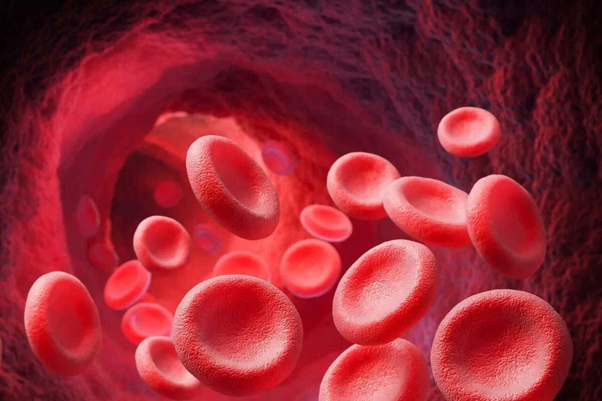 Blood cells may have begun as macrophage-like cells 700 million years ago, linking human immunity to single-celled ancestors.
