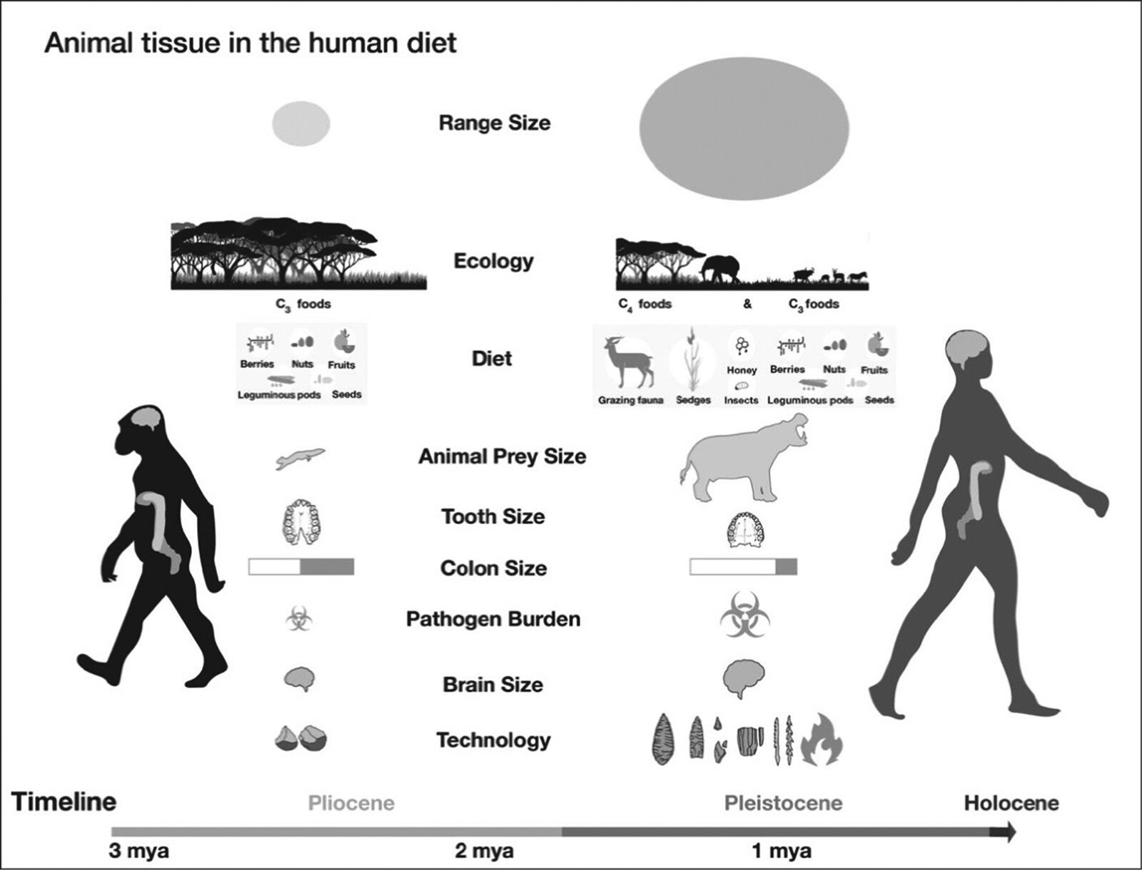 As Homo sapiens increasingly relied on animal-derived foods—whether hunted or scavenged from large mammals—the diet expanded to include “red meat” (muscle meat), fat-rich organs, and nutrient-dense bone marrow.