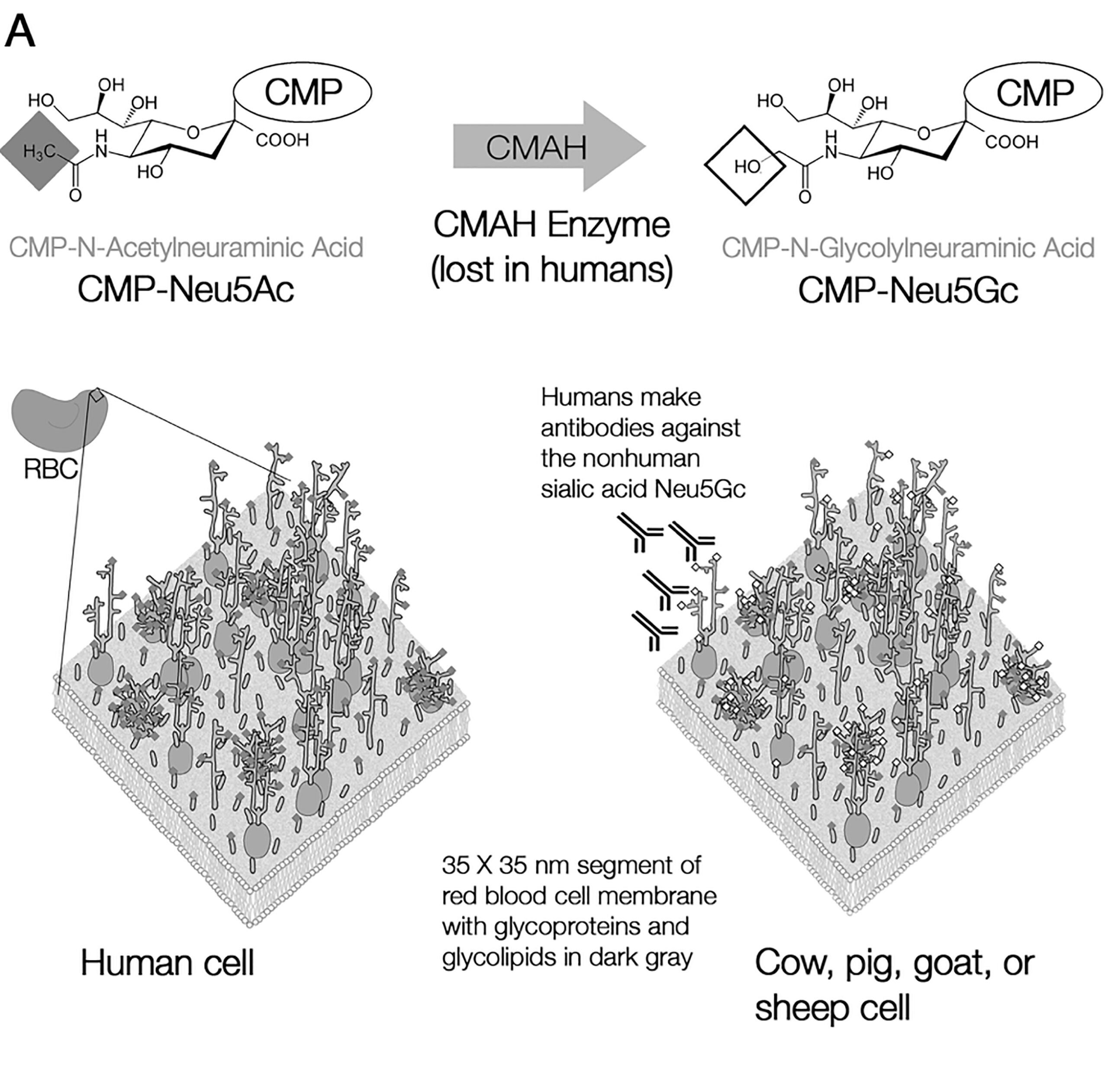 Human cell surfaces underwent a watershed evolutionary shift approximately 2–3 million years ago, due to the fixation of a recessive loss-of-function mutation in the CMAH gene