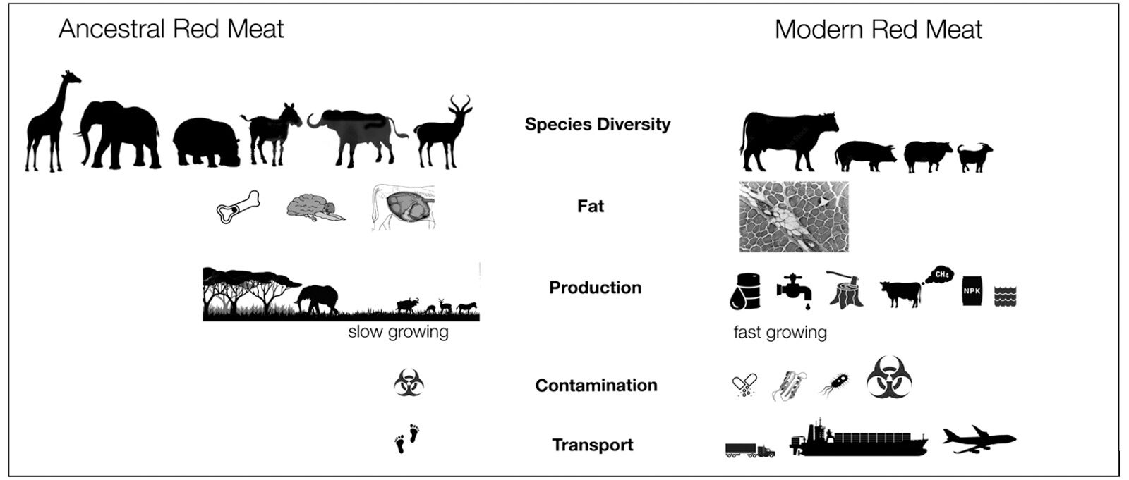 During much of human evolution, only wild meat was consumed until the introduction of animal domestication in the last 12,000 years. Many more different species of animals were consumed, most of which had mostly lean muscle meat.
