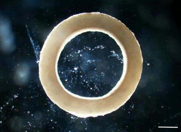 Living biohybrid miniature robots use biology to move, sense and adapt where traditional machines struggle.