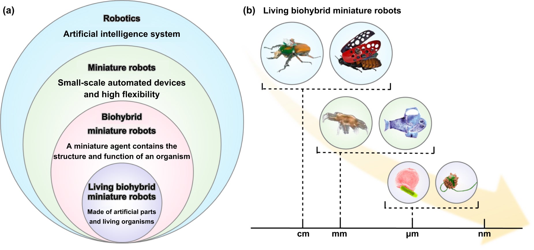 The relationship diagram and size range of LBMs in the field of robotics. (a) Schematic showing the relationships between robotics, miniature robots, biohybrid miniature robots, and LBMs.