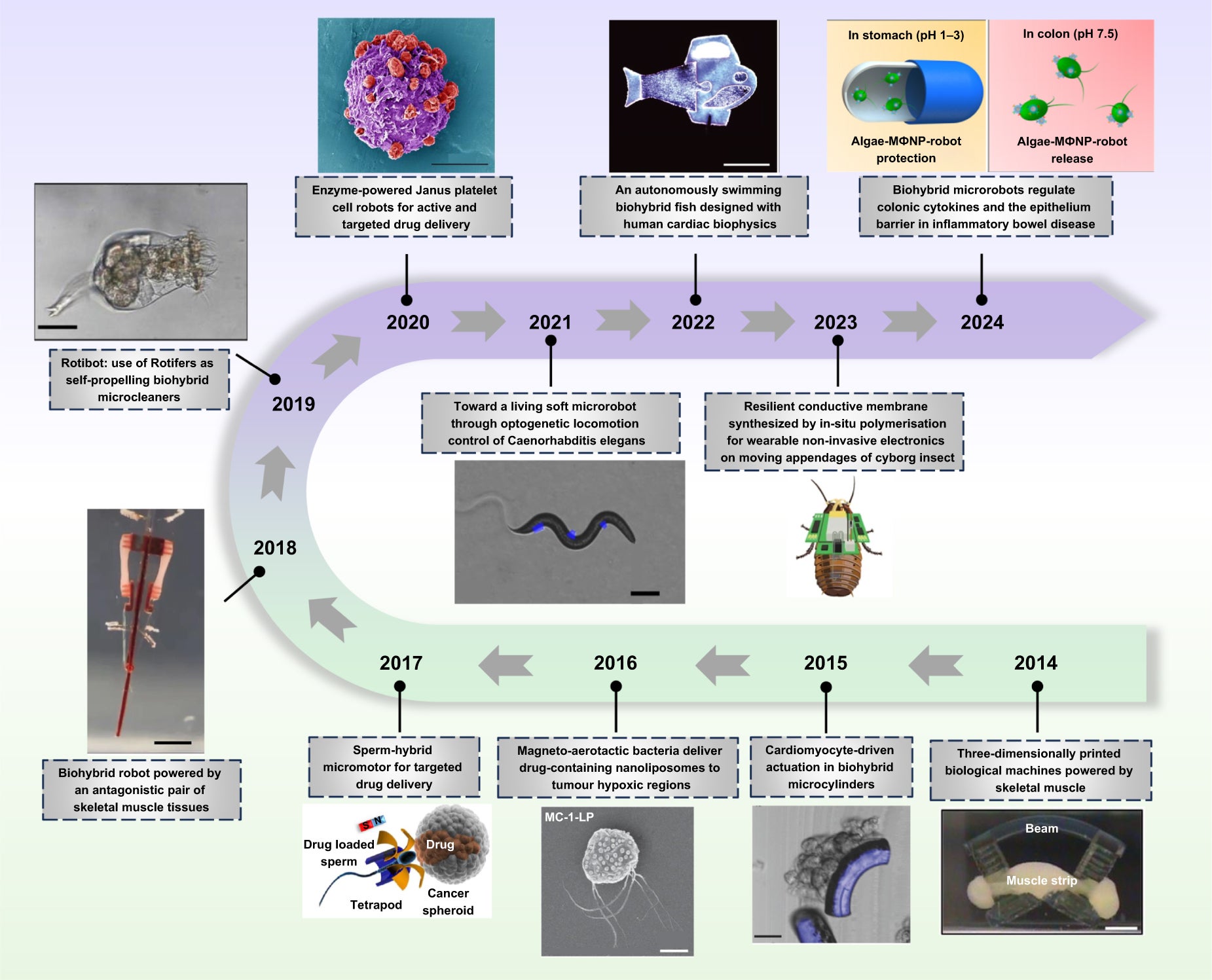 Development roadmap of LBMs. Reproduced with permission from[47,48] John Wiley & Sons. 