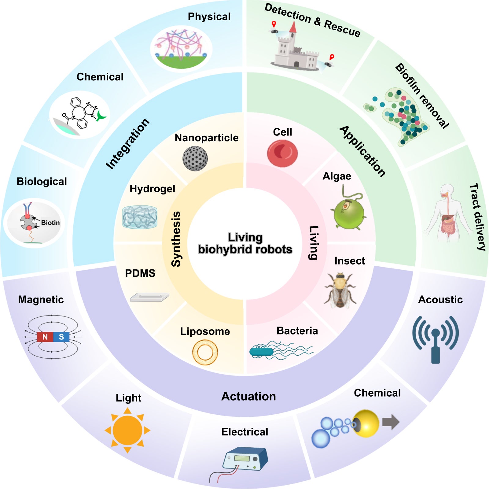 Schematic representation of advanced and potential applications of LBMs. The outer circle is designed to highlight the synergy between these robots and living organisms, reflecting their diversity and flexibility in the medical field.