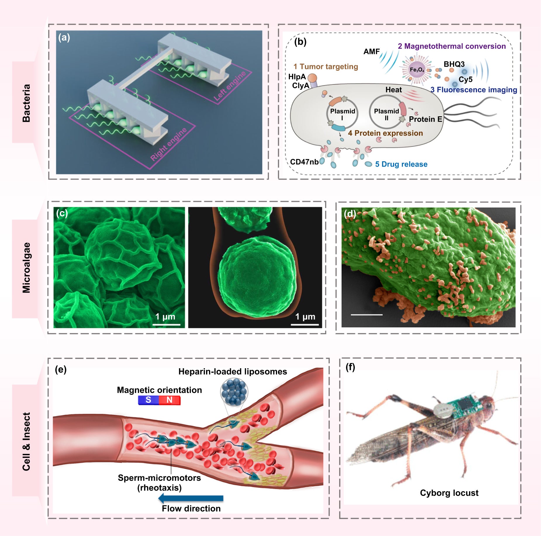Living organisms in the composition of LBMs.