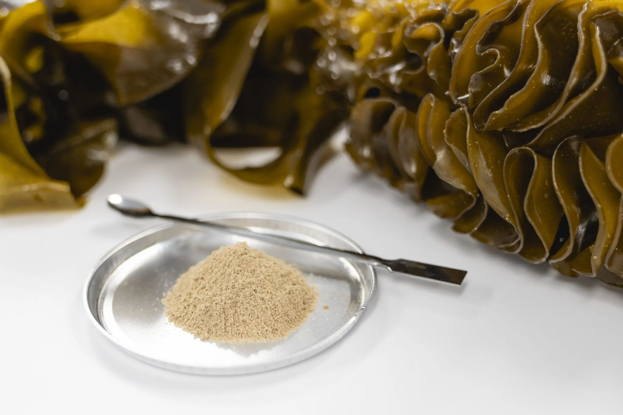High purity fucoidan.