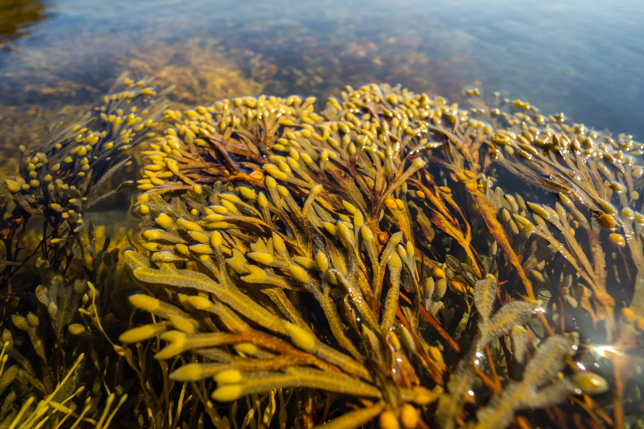 Fucus vesiculosus.
