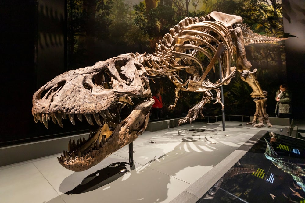 Tiny forelimbs of large tyrannosaurs may have shrunk not because they were useful, but because they were dangerous to keep around.