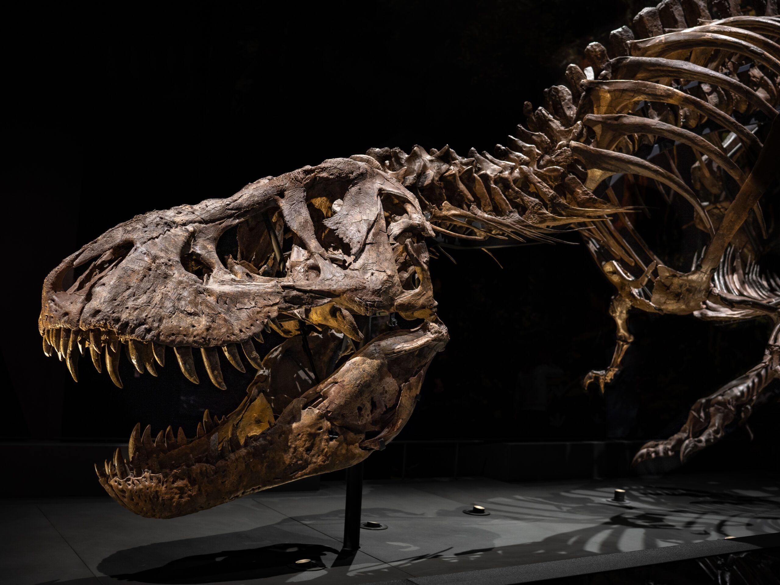 Tyrannosaur skeletons already show wounds on skulls and other bones.