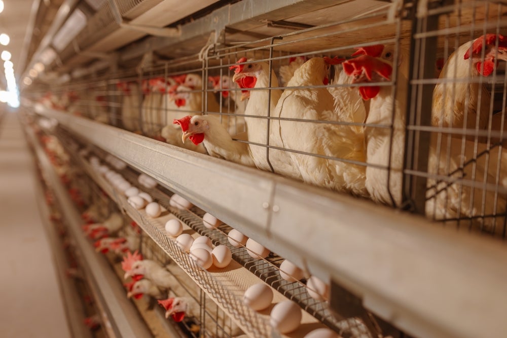 The poultry industry handles millions of eggs. Instead of relying on slow, labor-heavy checks, hatcheries may one day scan eggs automatically.