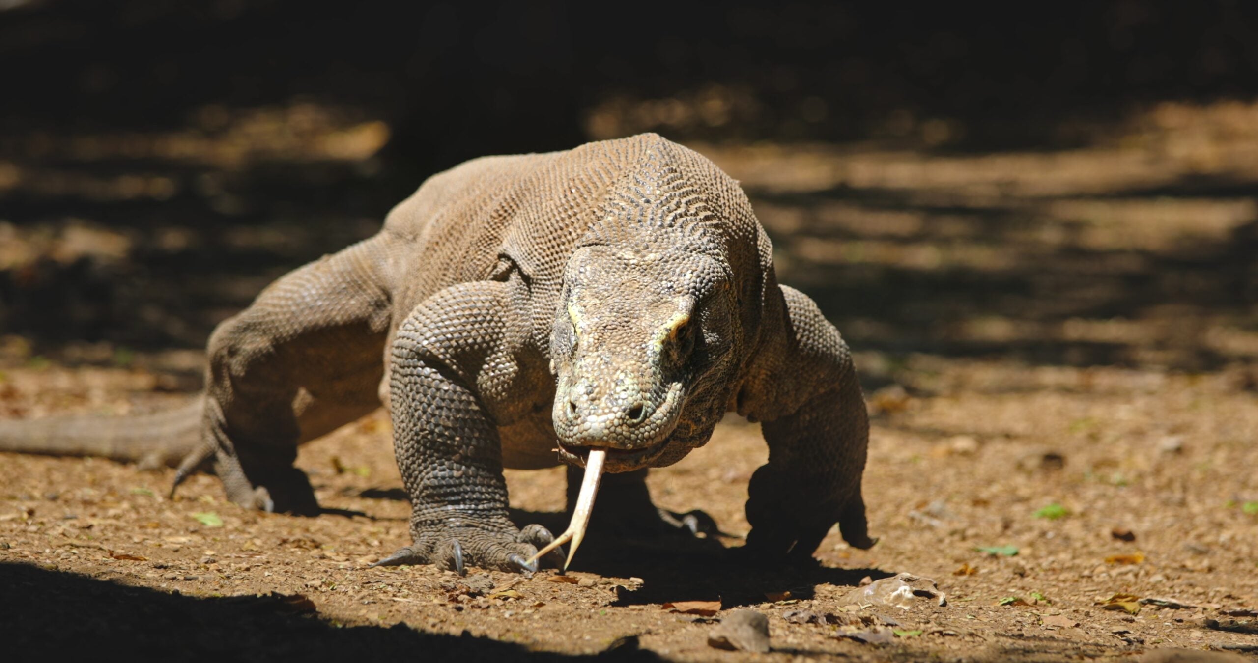 Komodo dragons often converge on prey, with larger animals feeding first and smaller ones staying back. 