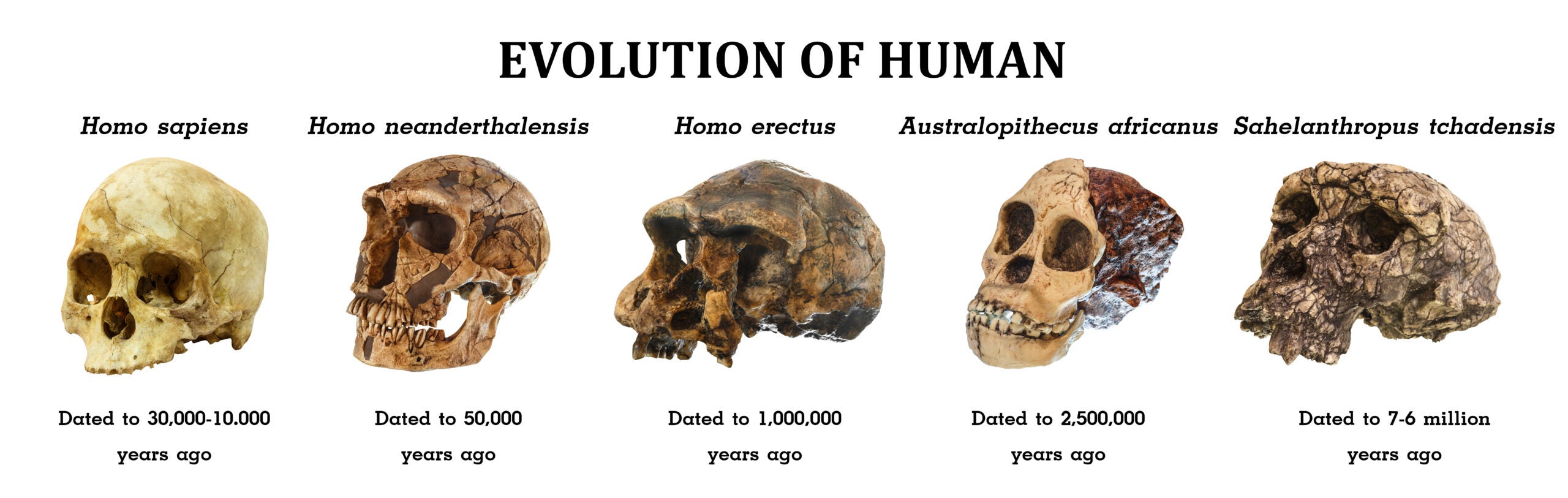 Human evolution reflected in evolving skulls. 