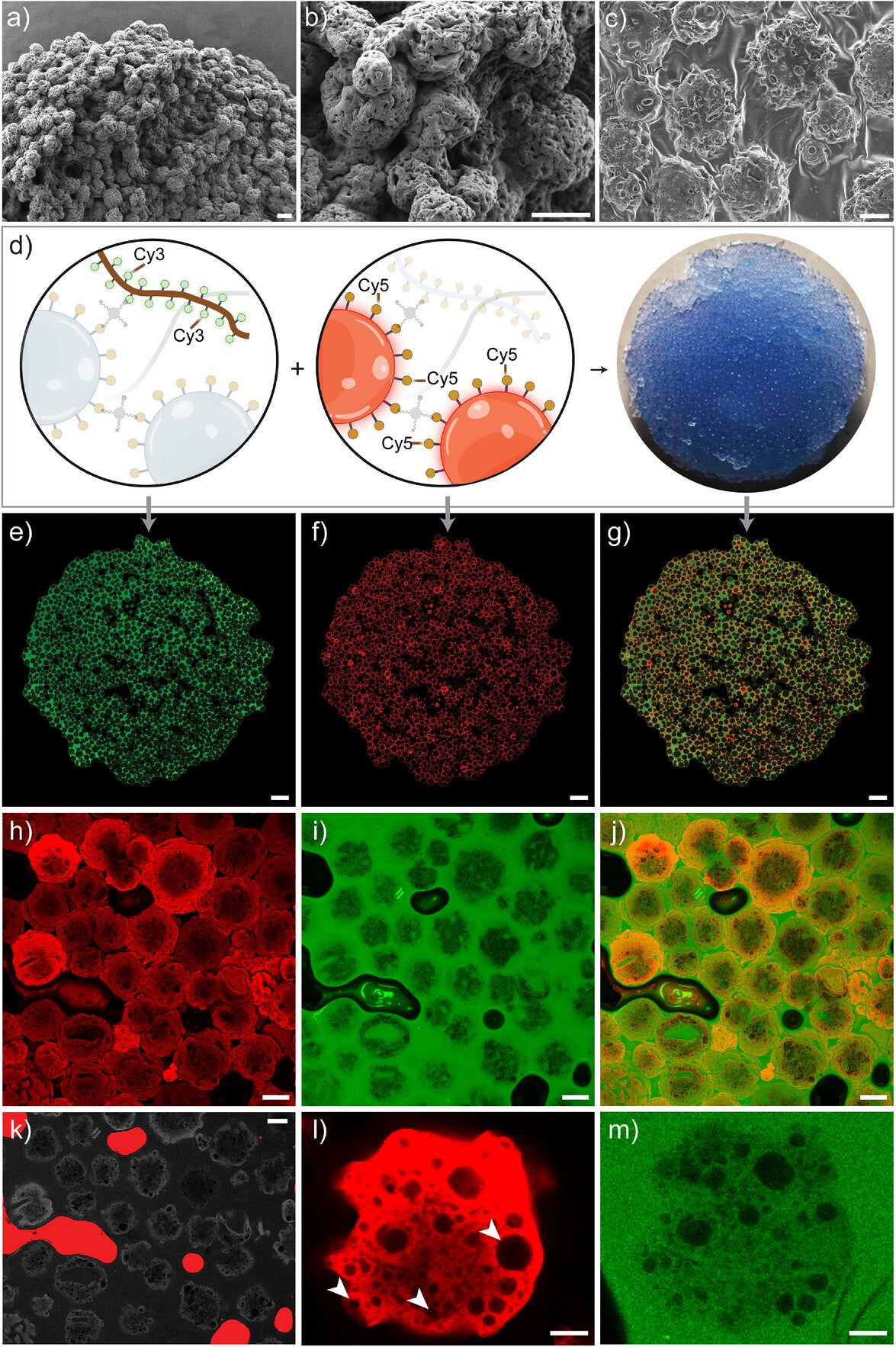 EM images of the µInk. Scale bars: a) 100 µm, b) 50 µm, and c) 25 µm. d)µInk was prepared using Cy3 labelled HA-BCN and Cy5 labelled PGM-BCN.