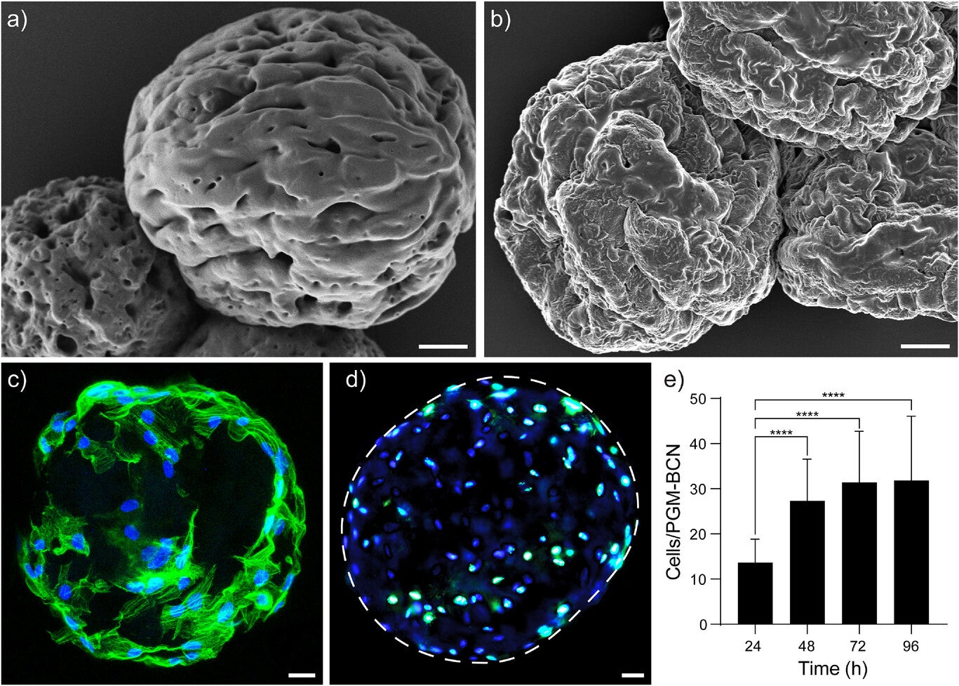 SEM image of PGM-BCN.