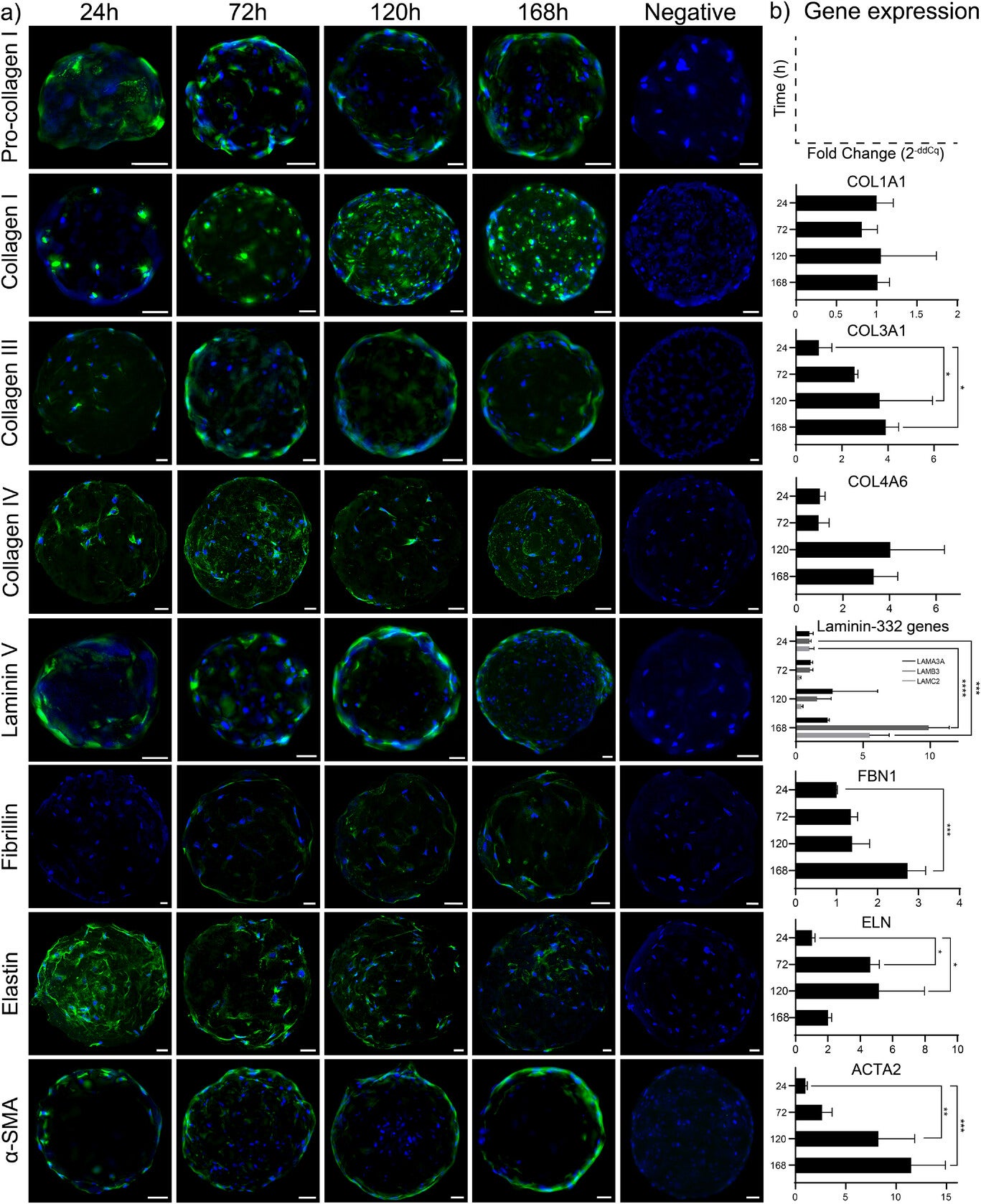 Cell-laden PGM-BCN stained using antibodies (green) against pro-collagen I, Collagen I, Collagen III, Collagen IV, Laminin-332, Fibrillin, Elastin, and alpha-smooth muscle actin (α-SMA) after 24, 72, 120, and 168 h of culture. 