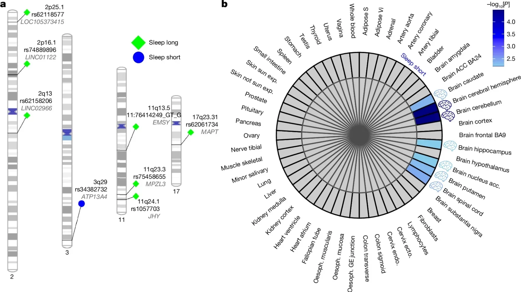 Genetic evidence for a systemic landscape of abnormal sleep duration patterns compared to normal sleep duration.